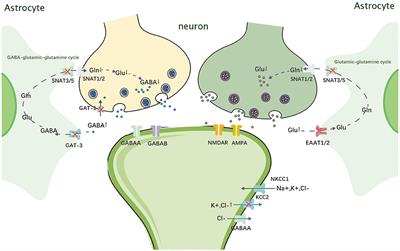 Frontiers | Solute carrier transporter disease and developmental